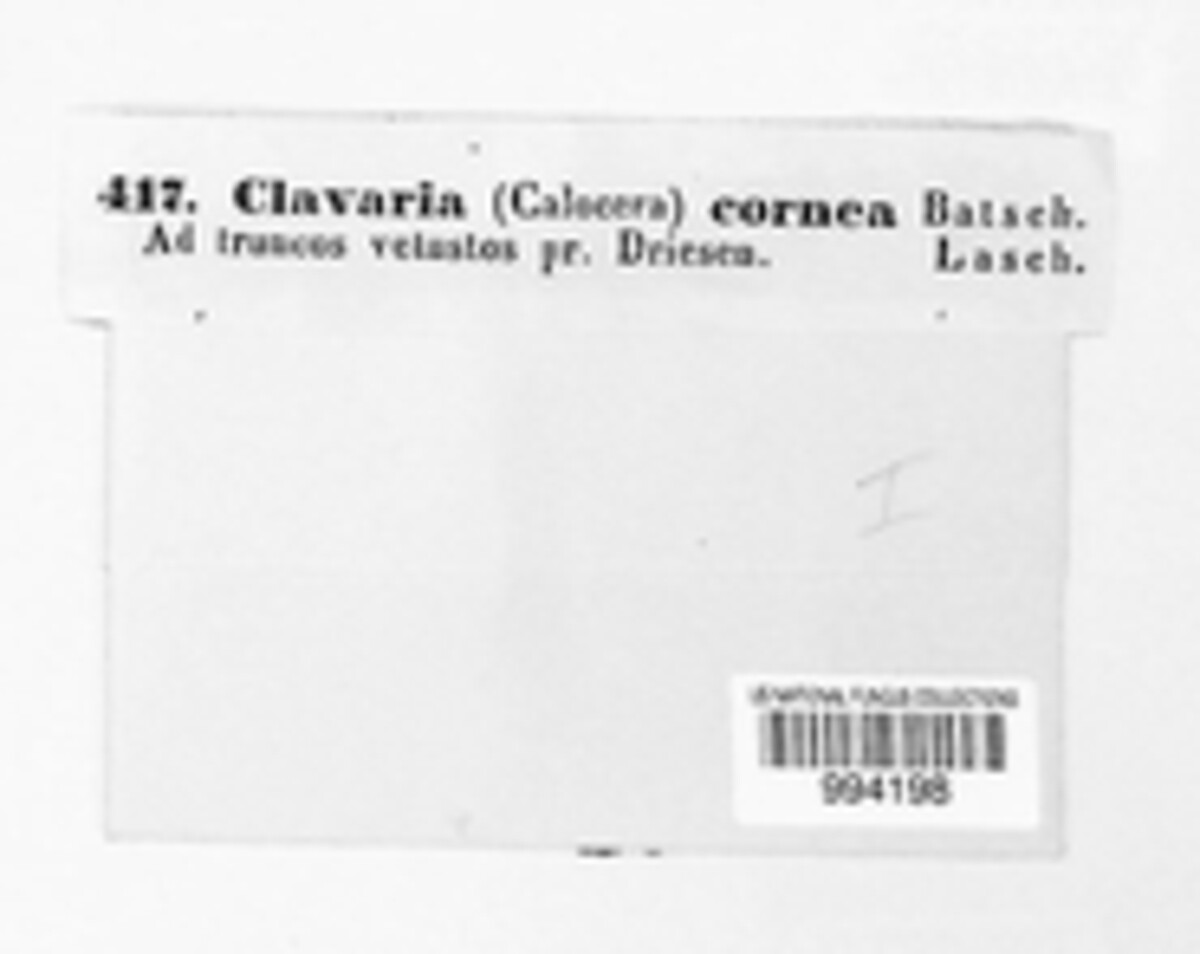 Calocera cornea image